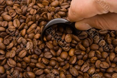 Roasted grains of fragrant black coffee