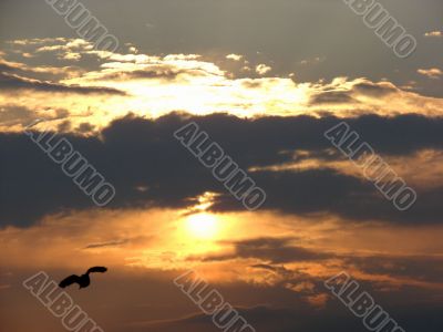  Flying bird on a background of a sunset