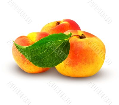 fresh apricot with green leaf