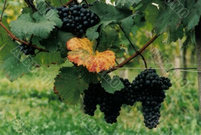 grapes