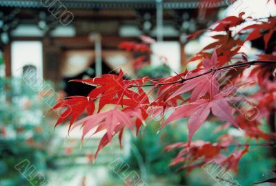 maple leaf