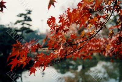 maple tree