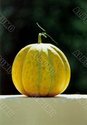 honeydew melon