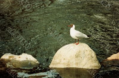 one bird