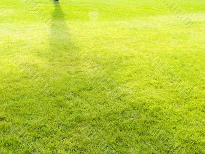 Lawn with a grass
