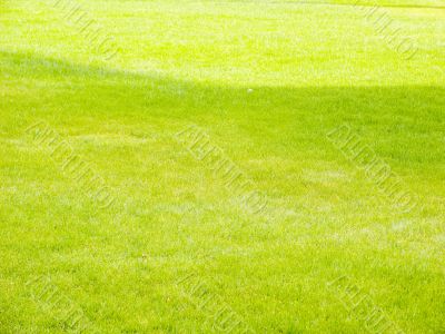 Lawn with a grass