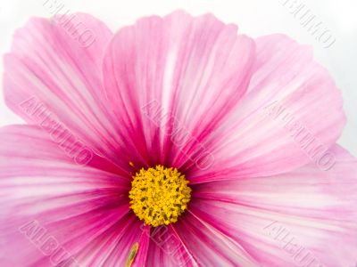 Flower  close up