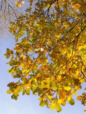 Autumn leaves