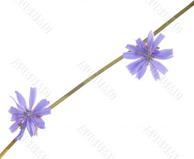 Branch with gentle blue colors