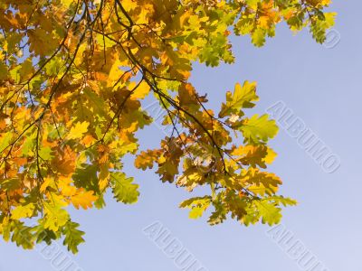 Autumn leaves