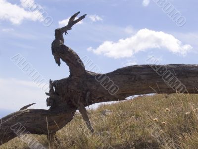 Silhouette of a hare
