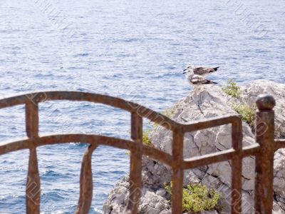 Two seagulls on a rock.