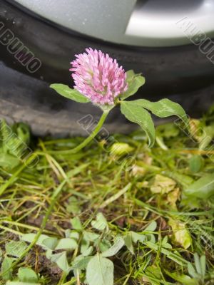 Flower clover