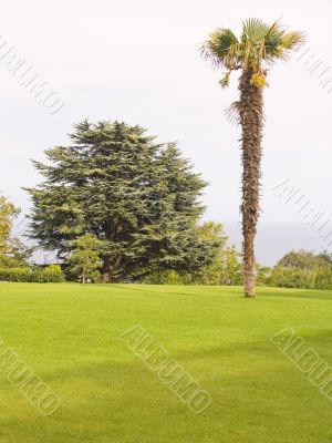 Palma on a lawn