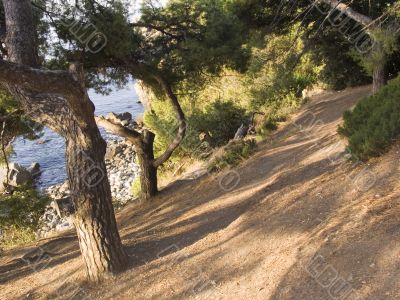 Old park in Crimea