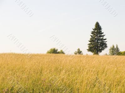 Lonely tree