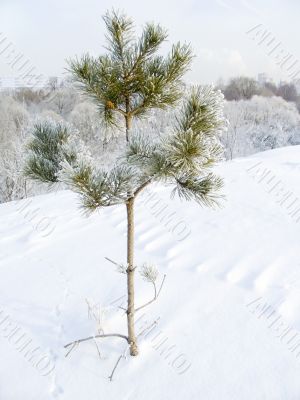 Lonely pine