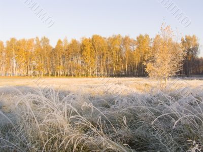 Landscape with an autumn wood