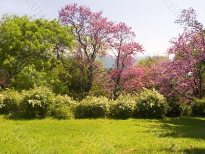  The tree pink colors blossoms
