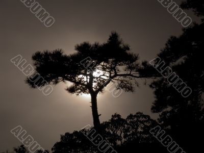 Lonely tree on a sunset