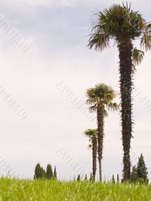 Palma on a lawn