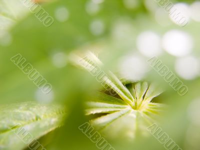 green leaves