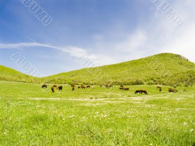 Cows on a pasture