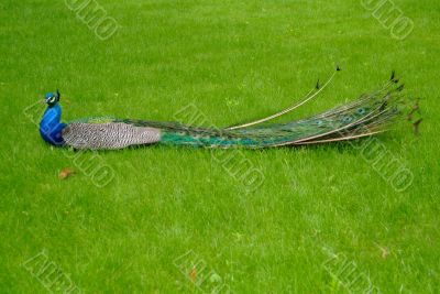 peacock