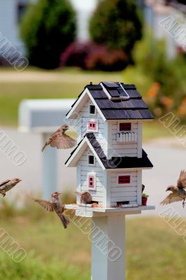 birds at a birdfeeder