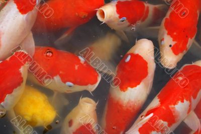 Carps crowd