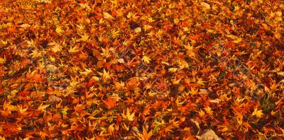Autumn carpet