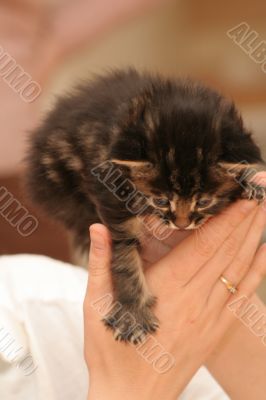 Small kitten