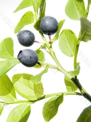 wild bilberry