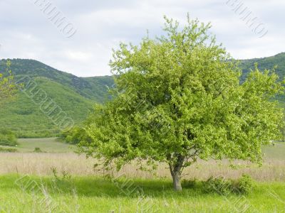 Lonely tree