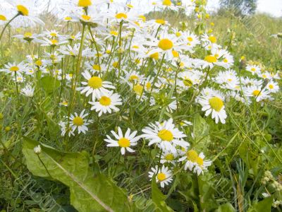 Meadow of camomiles