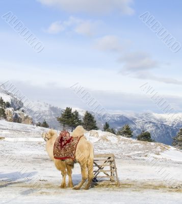 Camel
