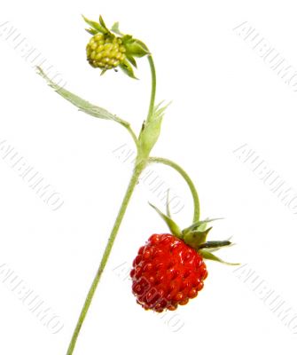 Branch of wild wild strawberry