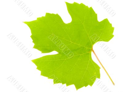 Sheet of a grapes