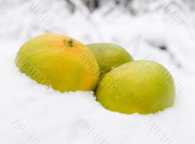 Three tangerines on snow