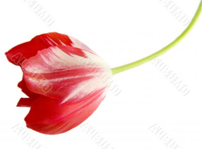 Red tulip