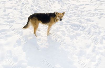 Dog on snow