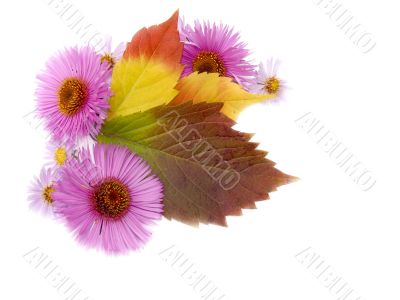 Autumn still-life