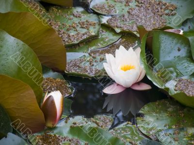  water-lily