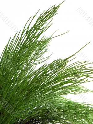 horsetail herb