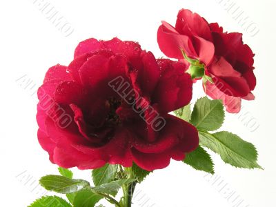 deep-red roses