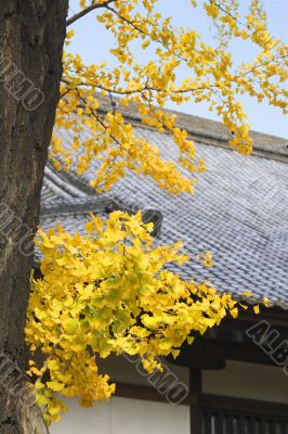 Autumn Japanese temple roof