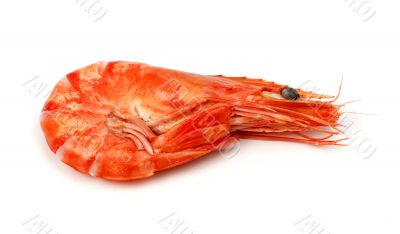 Shrimp