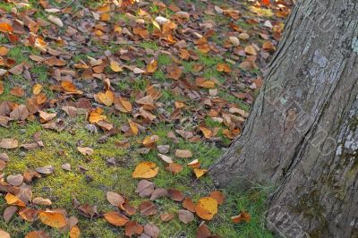 Autumn park abstract