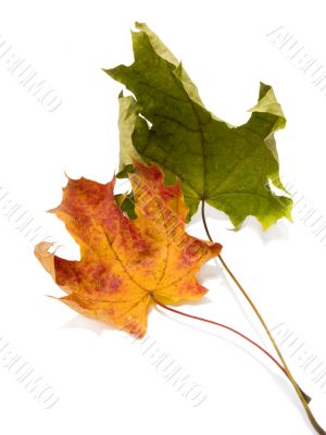 autumn leaves