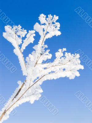  hoarfrost